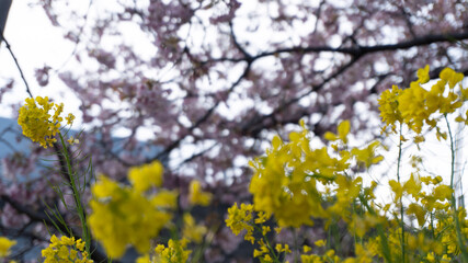 yellow flowers in spring