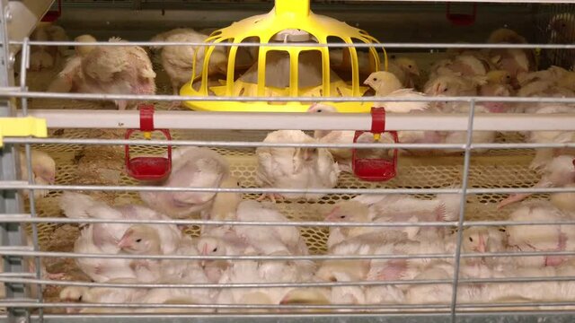 Baby chicken in poultry farm. On a modern poultry farm, broilers drink water and take medications for drinking.  2 week old broiler chicken. Raising chickens in cages.
