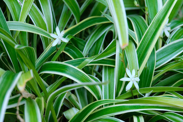 Obraz premium green leaves background