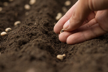 Dirty hand of professional farmer sowing seeds of vegetable on soil by care.