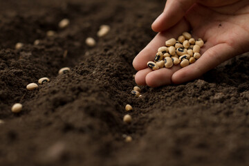 Hand of expert farmer sowing seeds of vegetables on healthy soil at organic farm.