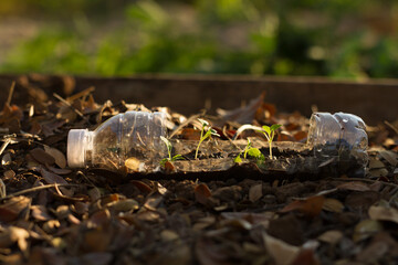 Obraz premium Sprout of vegetables grow in plastic bottle at garden