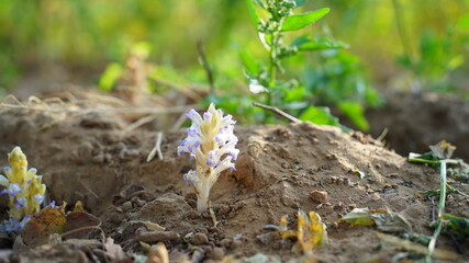 Branched Broomrape or Orobanche Ramosa plant with tiny round white leaves. White lush plant of Hemp Broomrape.