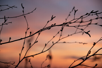 Fototapeta na wymiar silhouette of a tree in the sunset
