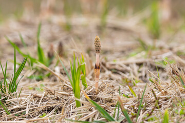 春を告げるツクシ