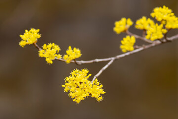 春に咲くサンシュユの花