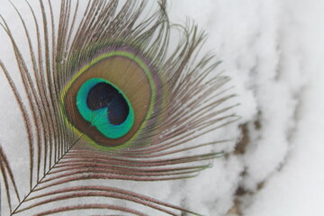 Obraz premium Peacock feather on snow