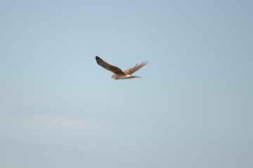 Coopers Hawk flying through the air
