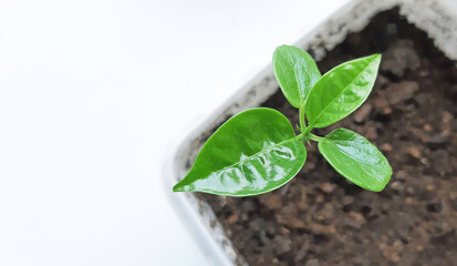 Yong passion fruit recently germinated. with copy space