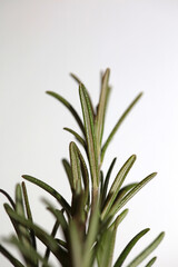 Rosemary flower macro Rosmarinus officinalis leaves close up family lamiaceae modern background high quality print
