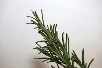 Rosemary flower macro Rosmarinus officinalis leaves close up family lamiaceae modern background high quality print
