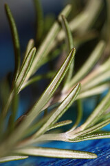 Rosemary flower macro Rosmarinus officinalis leaves close up family lamiaceae modern background high quality print