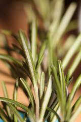 Rosemary flower macro Rosmarinus officinalis leaves close up family lamiaceae modern background high quality print
