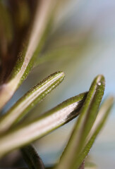 Rosemary flower macro Rosmarinus officinalis leaves close up family lamiaceae modern background high quality print