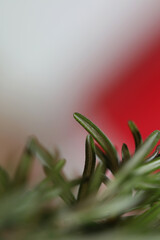 Rosemary flower macro Rosmarinus officinalis leaves close up family lamiaceae modern background high quality print
