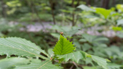 ants on a leaf