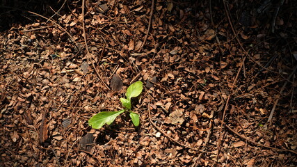 small plant growing in morning light at garden. concept earth day

