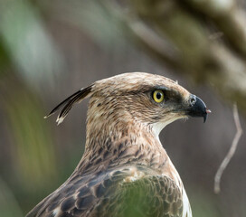 hawk eagle close up in wilpattu 