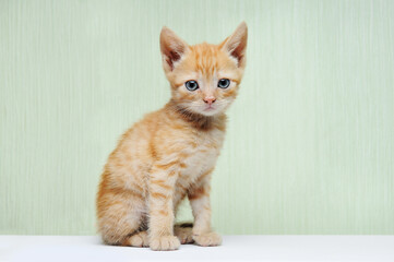 The ginger kitten is sitting, looking at the camera.