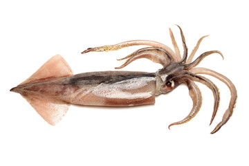 Fresh squid isolated on white background 