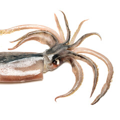 Fresh squid isolated on white background 