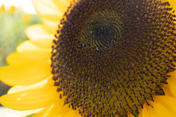 sunflower close up