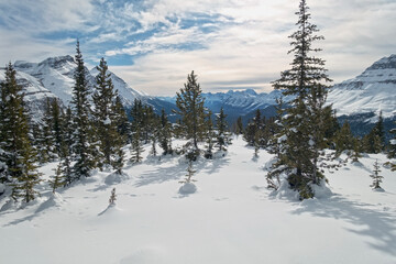 Subalpine Forest on a Snowy Meadow with Distant Rocky Mountain Peaks Landscape on Horizon. Winter Snowshoeing or Ski Touring in Banff National Park, Canadian Rockies