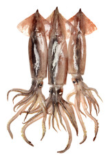 Fresh squid isolated on white background 