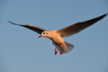 Gulls, or colloquially seagulls, are seabirds of the family Laridae in the suborder Lari. They are...