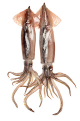 Fresh squid isolated on white background 