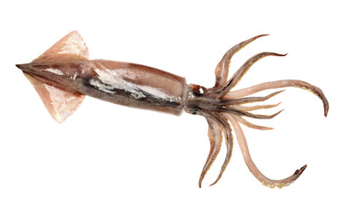 Fresh squid isolated on white background 