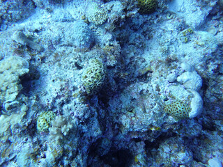 coral reef in sea