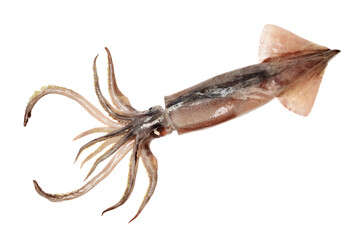 Fresh squid isolated on white background 