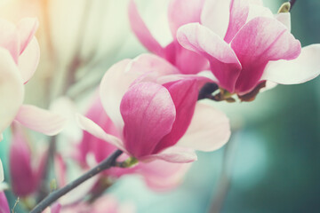 blooming pink magnolia tree branch, nature background, fresh spring flower at sunrise light