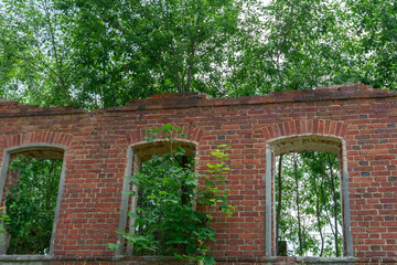 abandoned old house. plants grow inside a ruined house