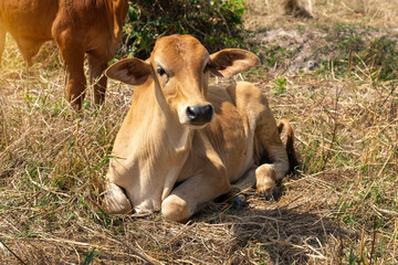 Cow, red a young calf  is  lying   on straw in rice fields.