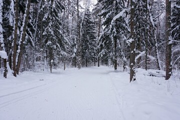 Fototapeta premium winter road with a ski track in a winter snow-covered forest, nature of Russia