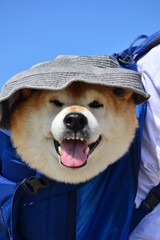 リュックサックで背負われている柴犬