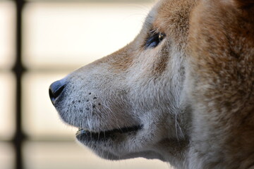 かっこいい柴犬の横顔