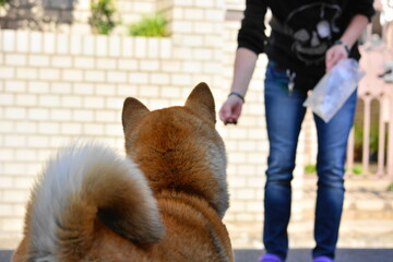 人と柴犬