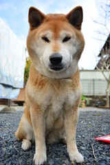 お座りして待つ柴犬