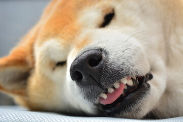 舌を出してまったりと寝そべる柴犬
