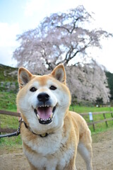 しだれ桜と柴犬