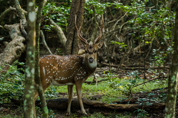 Naklejka na ściany i meble male spotted deer in wilpattu