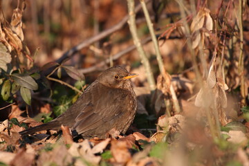 Amsel