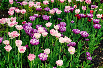 Obraz na płótnie Canvas Les tulipes du jardin botanique de Montréal