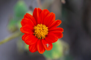 red dahlia flower