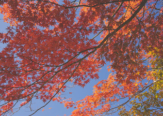 紅葉