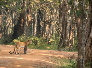 beautiful female sri lankan leopard (Panthera pardus kotiya) looking back over its shoulder...
