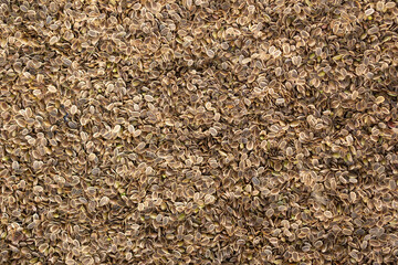 dill seeds background texture. Dill seeds. Storage of dill seeds. Aromatic seasoning
